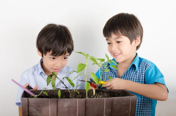 Kleiner Geschwisterjunge beim gemeinsamen Gärtnern — Stockfoto