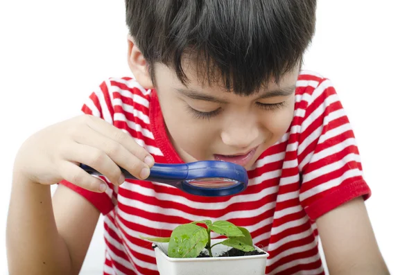 小男孩用放大镜看在白色背景上的新植物 — 图库照片