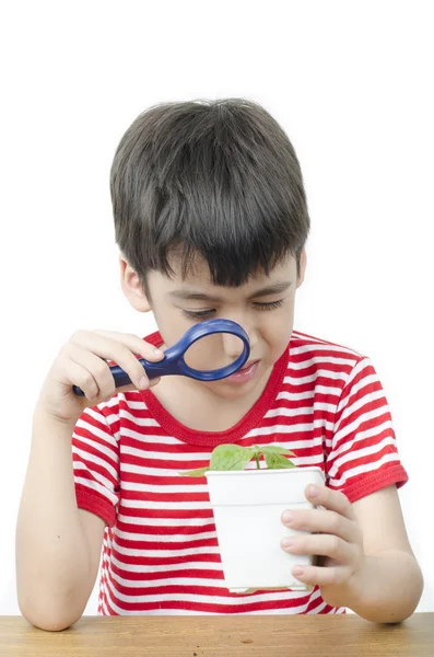 小男孩用放大镜看在白色背景上的新植物 — 图库照片