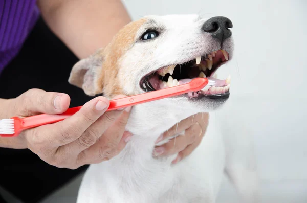 Hand brushing dog's tooth for dental care Stock Photo