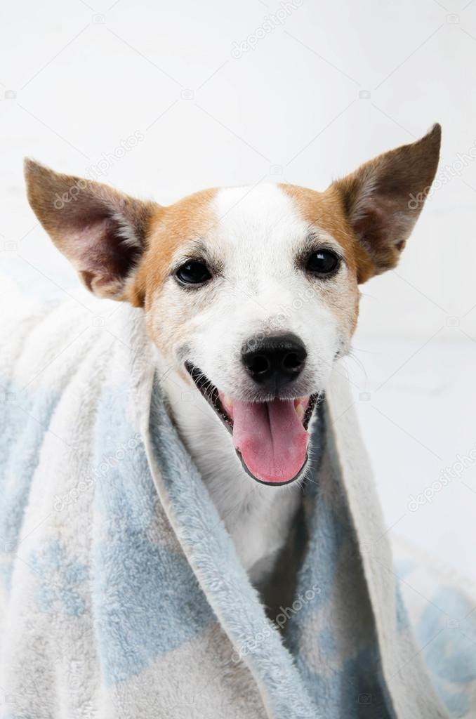 Jack russel portrait with towel on white background