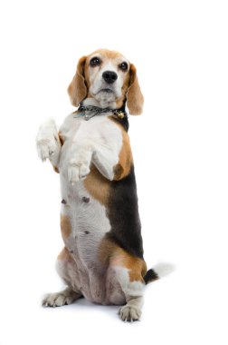Beagle köpek oturan izole beyaz arka plan üzerinde