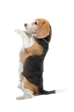 Beagle köpek oturan izole beyaz arka plan üzerinde
