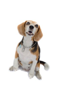Beagle köpek oturan izole beyaz arka plan üzerinde