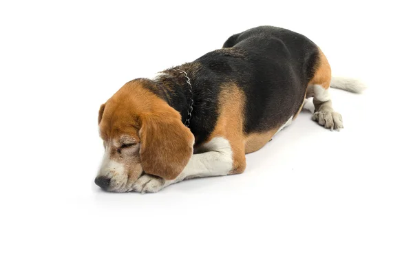Seděl pes Beagle izolovat na bílém pozadí — Stock fotografie