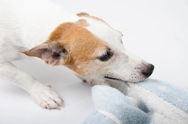 Jack russel playing bite towel portrait on white background — Stock Photo, Image