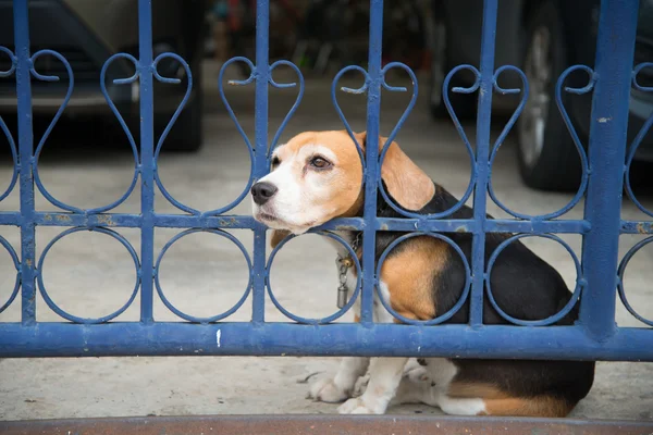 Beagle cão esperando o proprietário de volta para casa — Fotografia de Stock