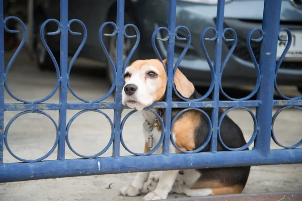 Beagle dog waiting the owner back home — Stock Photo, Image
