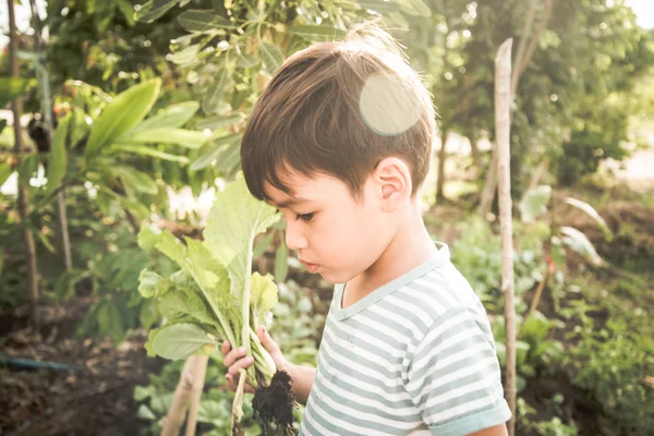 Petit garçon travaillant la plantation à la ferme en plein air — Photo