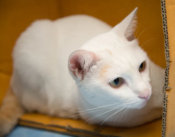 Little white cat in the paper box — Stock Photo, Image