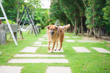 Kahverengi köpek parkta oturan