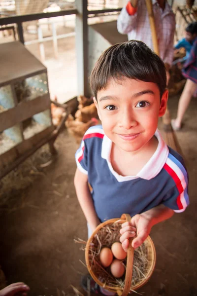 Мальчик собирает куриное яйцо на ферме — стоковое фото