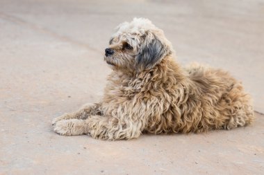 Yolda kirli beyaz kaniş