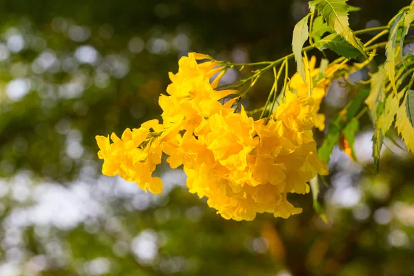 Estanques Tecoma o Trumpetbush Amarillo — Foto de Stock