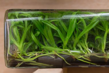 Orkide doku kültürü 