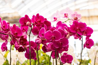 Bahçe içinde güzel mor orkide, phalaenopsis