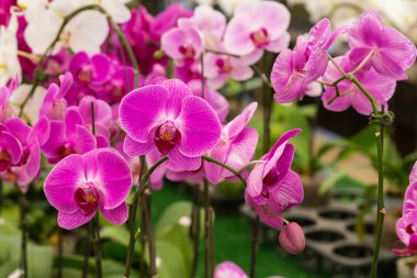 Bahçe içinde güzel mor orkide, phalaenopsis