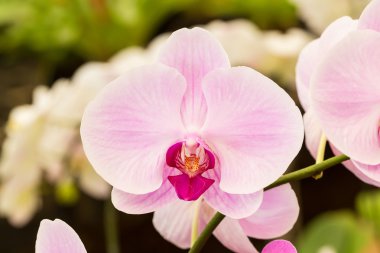 güzel pembe orkide