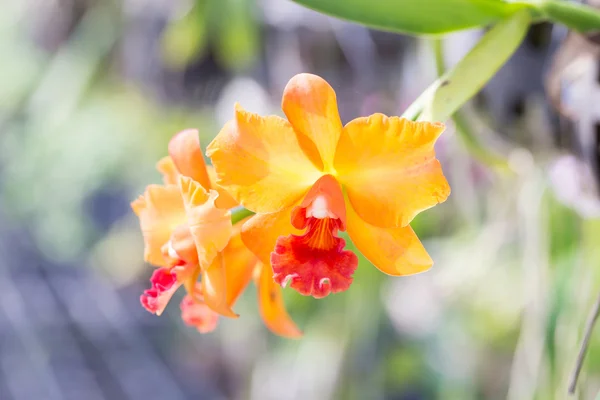 Orange orkide cattleya - Stock-foto