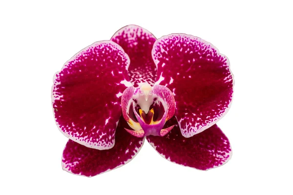 Red orchid isolated on white — Stock Photo, Image