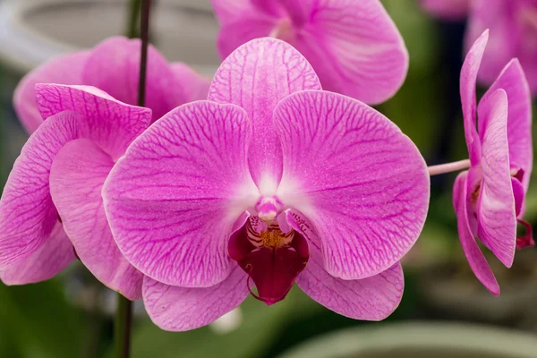 Beautiful purple orchid, phalaenopsis, in the garden — Stock Photo, Image