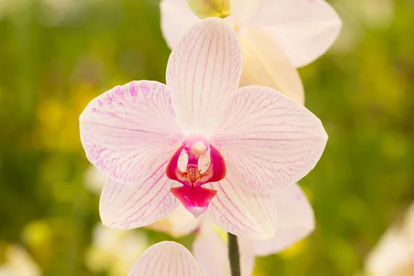 Pink orchid in the garden — Stock Photo, Image