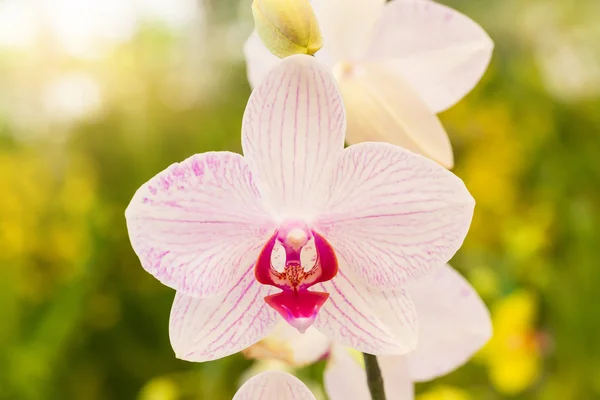 Flor de orquídea rosa — Fotografia de Stock