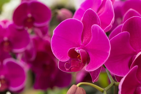 Fialová krásná orchidej květina — Stock fotografie