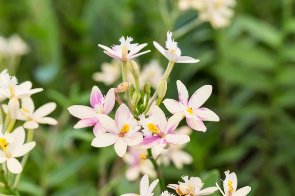 Epidendrum Orchidee oder rosa Perlen Orchidee — Stockfoto