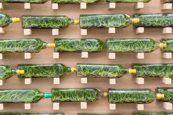 Storczyk tkankowe w szklanych butelkach — Zdjęcie stockowe