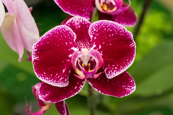 Rode orchidee bloem Stockfoto