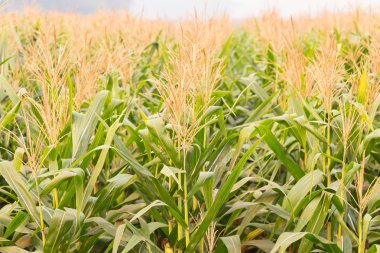 Mısır çiçek sabah ışık