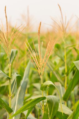 Mısır çiçek sabah ışık