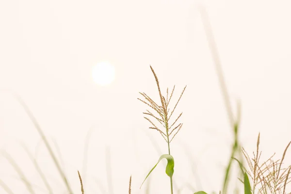 Corn flower in morning light — Stock Photo, Image