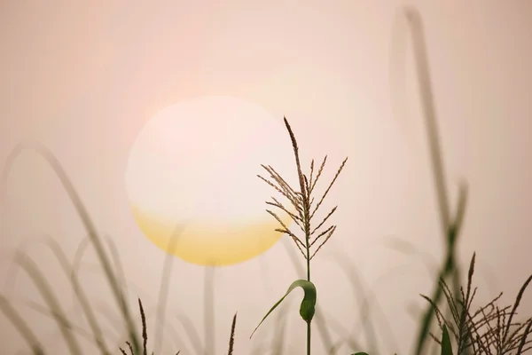 Corn flower in morning light — Stock Photo, Image