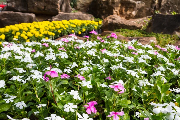 Catharanthus roseus flowers in the garden — Stock Photo, Image