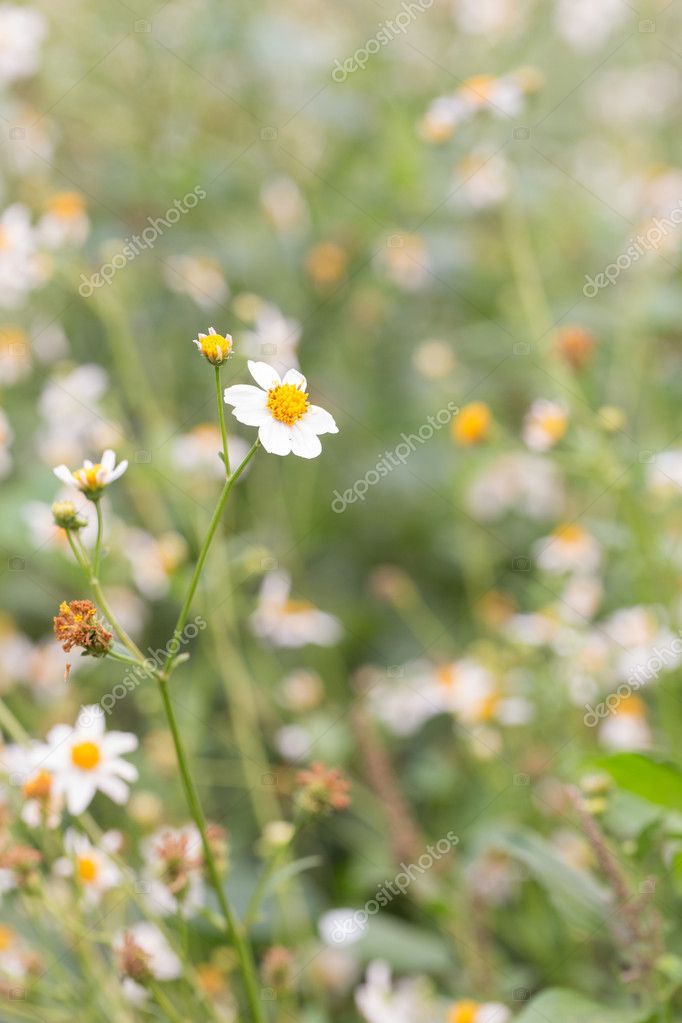 Bidens Pilosa Var Radiata Wildflowers Stock Photo C Praiwun 112238748