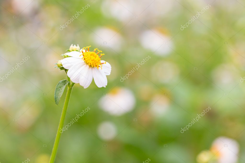 Bidens Pilosa Var Radiata Wildflowers Stock Photo C Praiwun 112238780