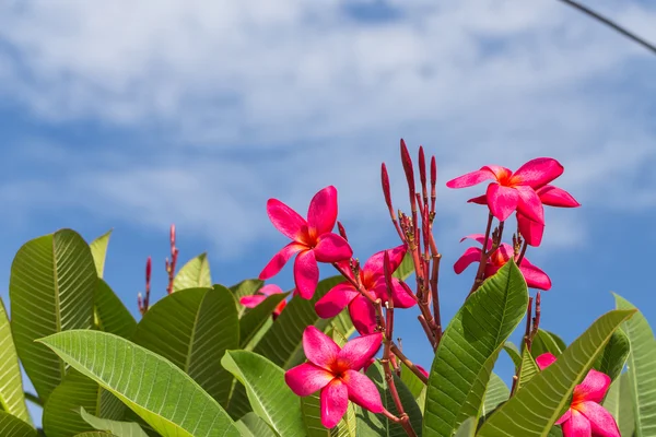 Plumeria na strom proti modré obloze — Stock fotografie