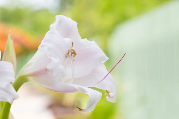 Bataklık Lily çiçek — Stok fotoğraf