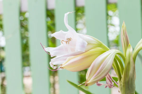 Swamp Lily flower — Stock Photo, Image