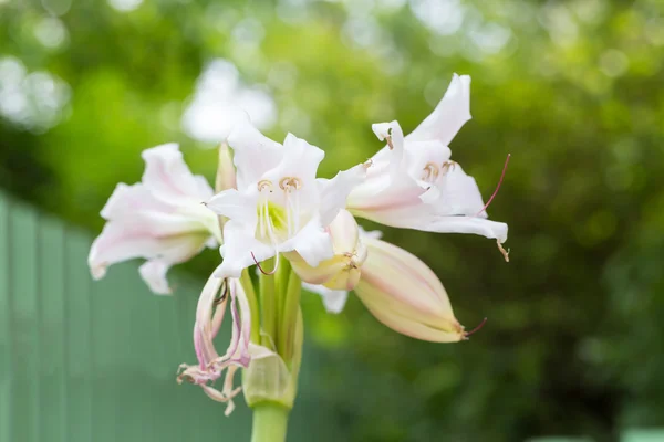 沼泽百合花卉 — 图库照片