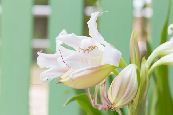 Flor de pântano Lily — Fotografia de Stock