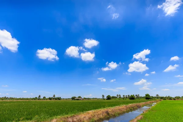 Ris fält grönt gräs blå himmel — Stockfoto