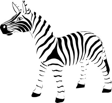 Zebra illüstrasyon vektör