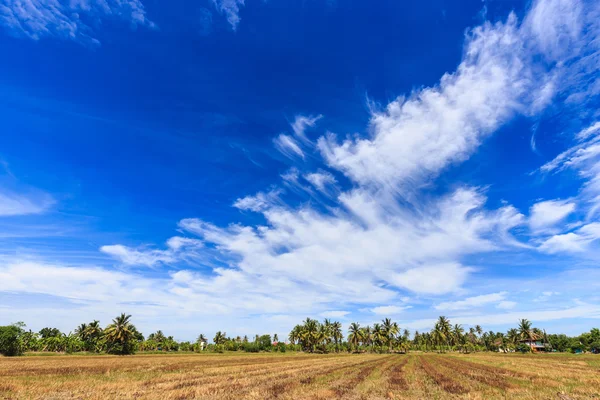 Fältet efter skörd med vacker blå himmel och moln — Stockfoto