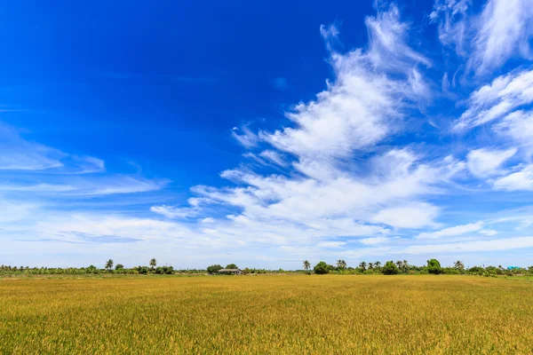 Rijst veld en mooie hemel in platteland van Thailand — Stockfoto