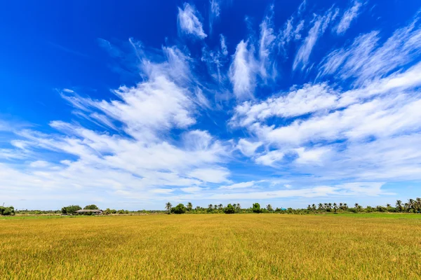 Rijst veld en mooie hemel in platteland van Thailand — Stockfoto