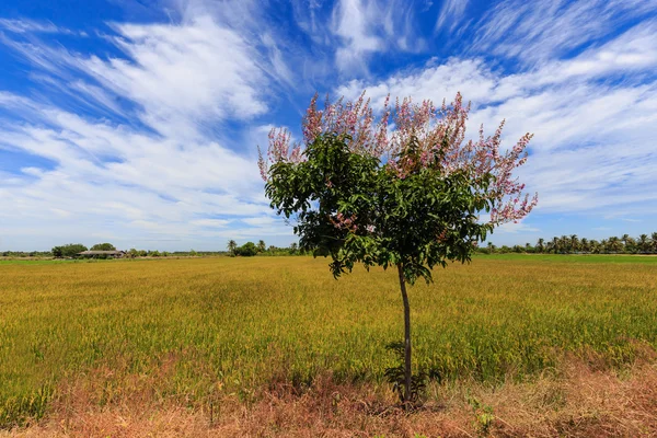 Lagerstroemia floribunda och blomma — Stockfoto