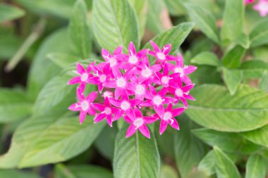 Mısır starcluster veya yıldız çiçek